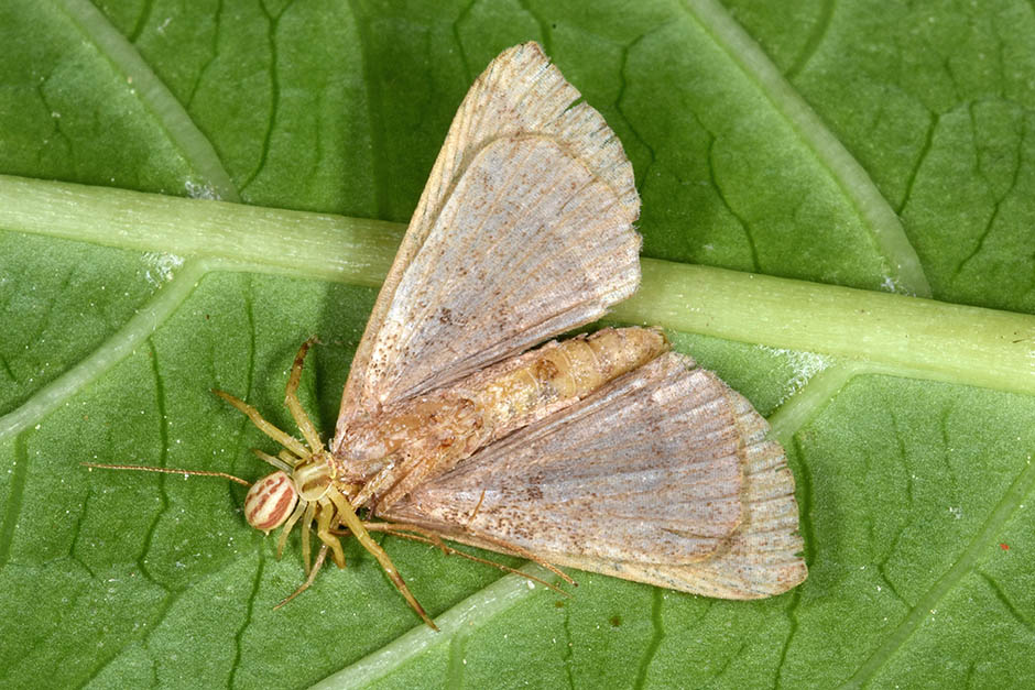 Predatori di farfalle