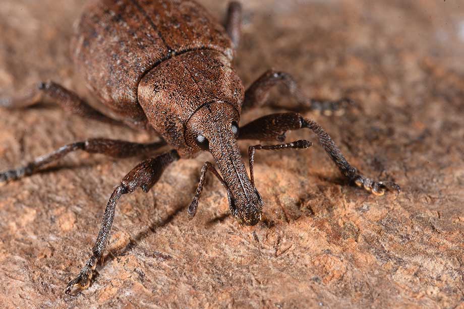 Curculionidae: Lepyrus armatus