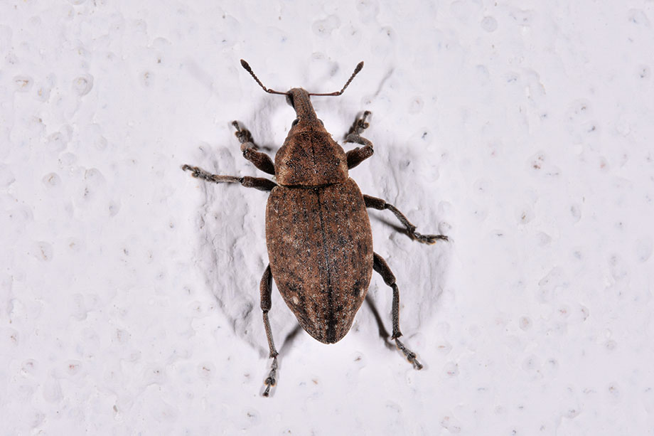 Curculionidae: Lepyrus armatus