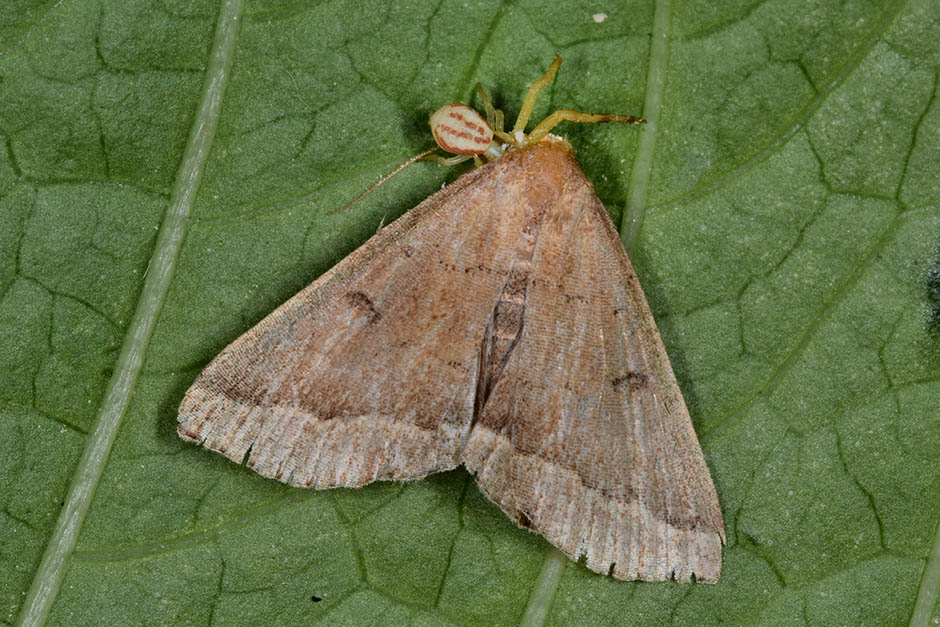 Id falena predata - Pechipogo plumigeralis
