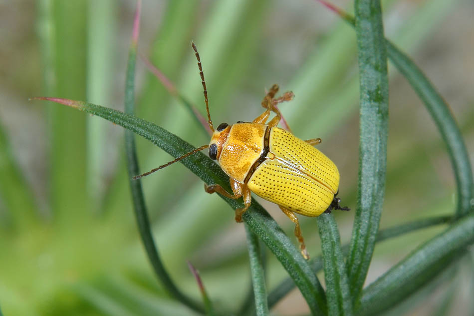 Cryptocephalus sulphureus, Chrysomelidae