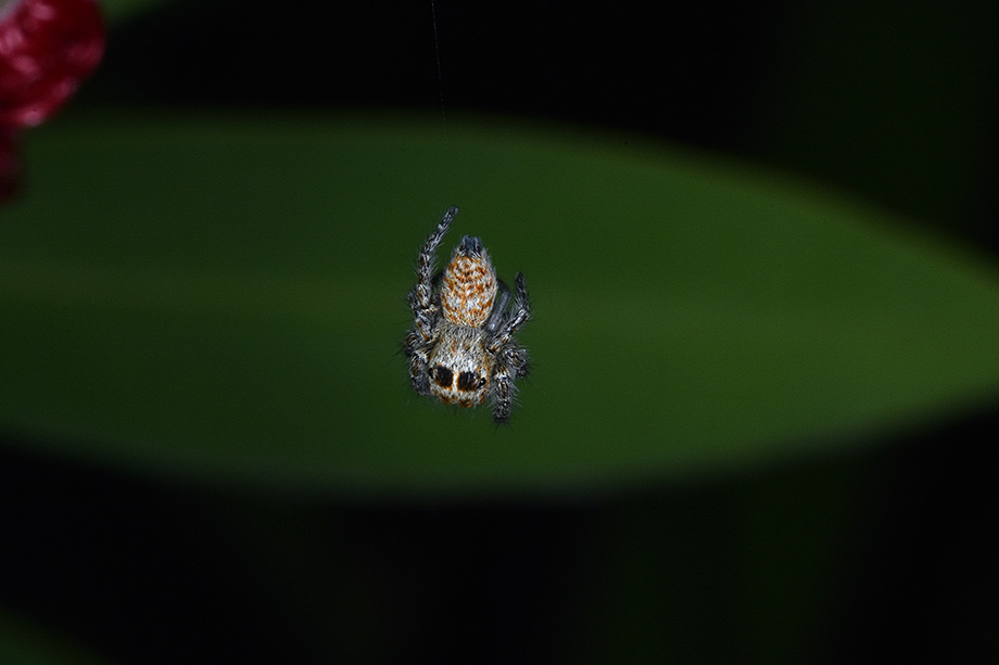 giovane Philaeus chrysops - Cascina (Pisa)