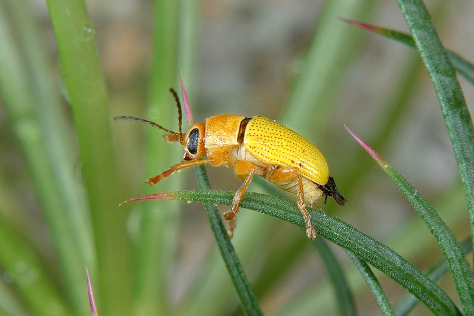 Cryptocephalus sulphureus, Chrysomelidae