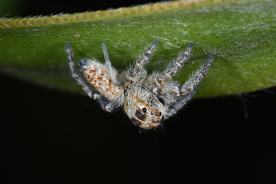 giovane Philaeus chrysops - Cascina (Pisa)