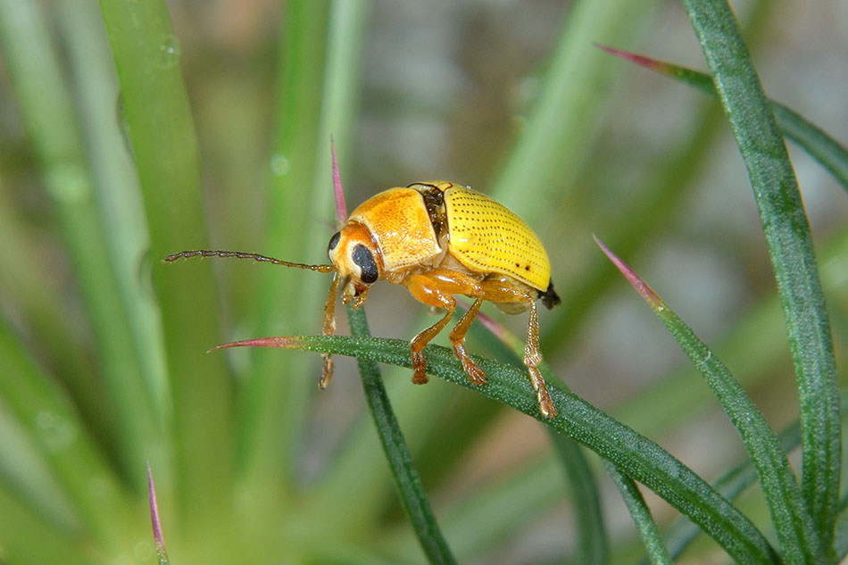 Cryptocephalus sulphureus, Chrysomelidae