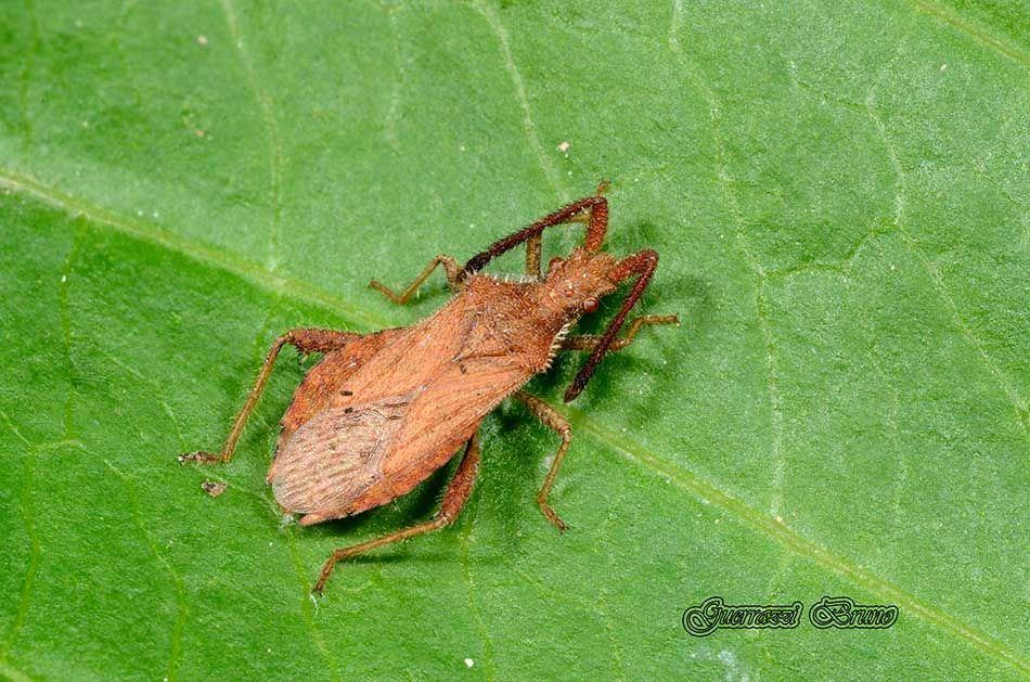 Coreidae: Coriomeris denticulatus della Toscana (PI)
