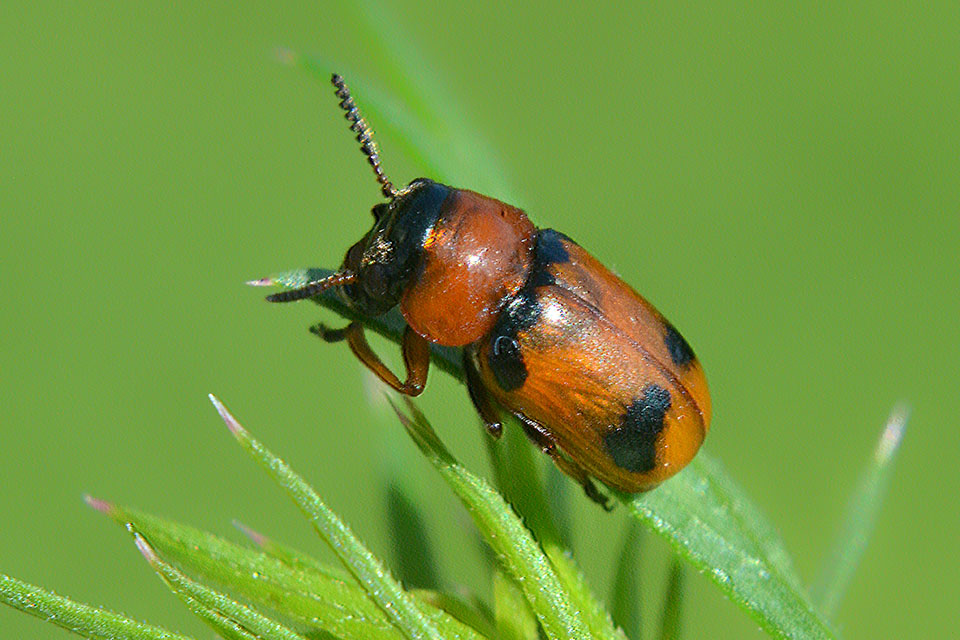 Coptocephala sp., Chrysomelidae