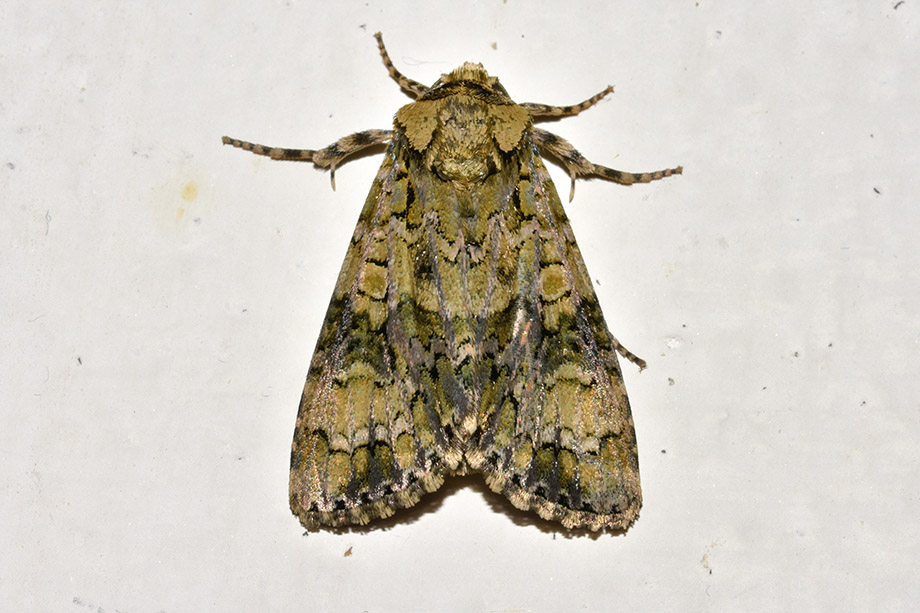 Craniophora ligustri? Sì