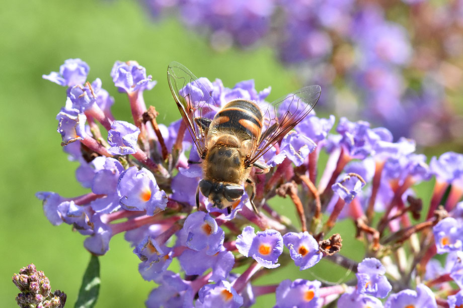 Eristalis tenax femmina (Syrphidae)