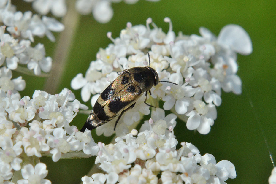 Identificazione mordellidae