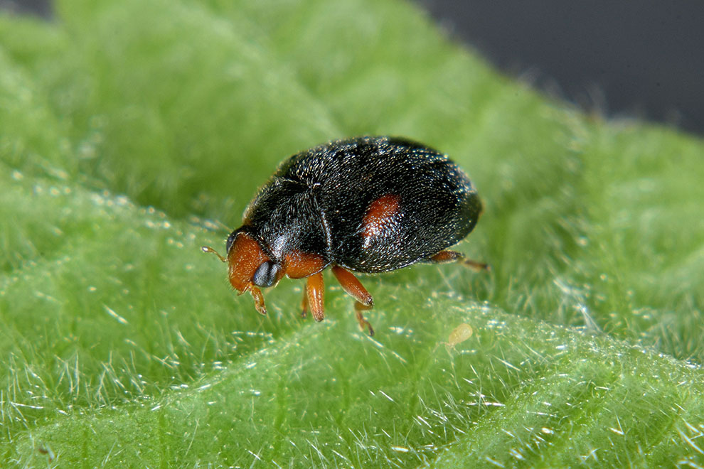 Scymnus frontalis, Coccinellidae