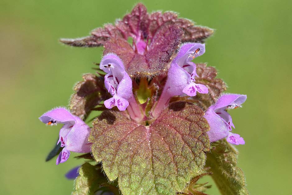 Lamium purpureum / Falsa ortica purpurea