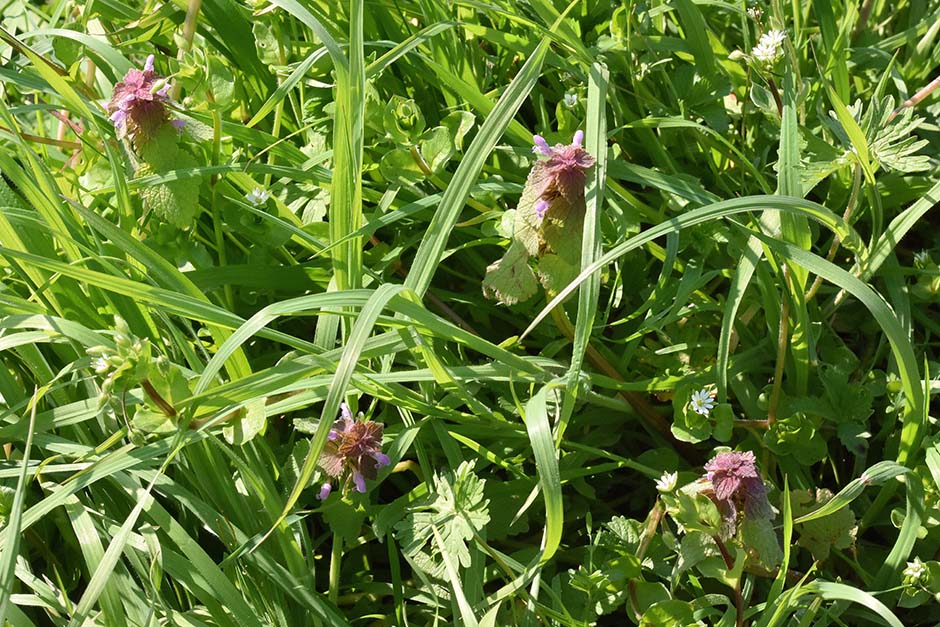 Lamium purpureum / Falsa ortica purpurea