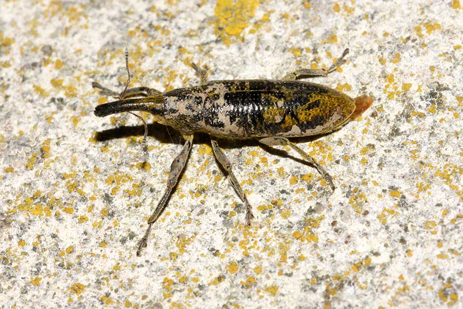 Curculionidae: Lixus (Dilixellus) pulverulentus