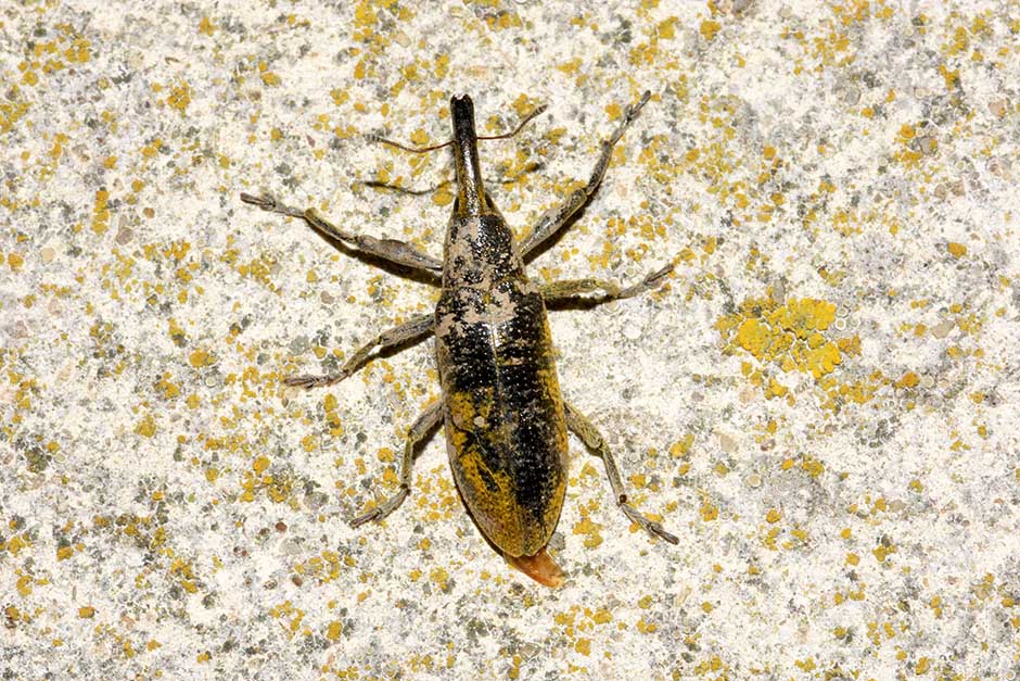 Curculionidae: Lixus (Dilixellus) pulverulentus
