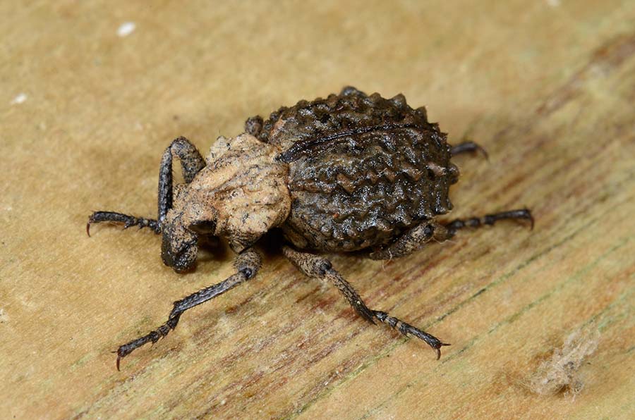 Identificazione Brachyceridae