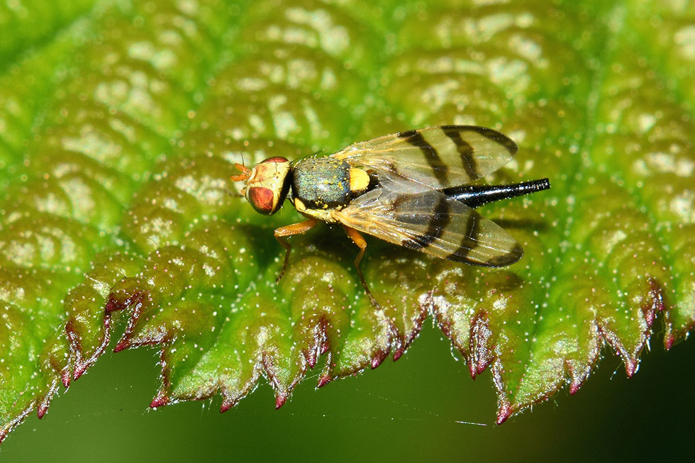Urophora stylata (Tephritidae) femmina