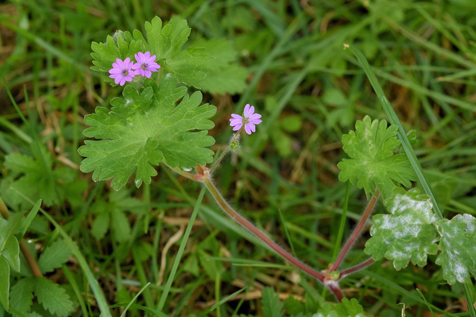 Geranium molle / Geranio molle