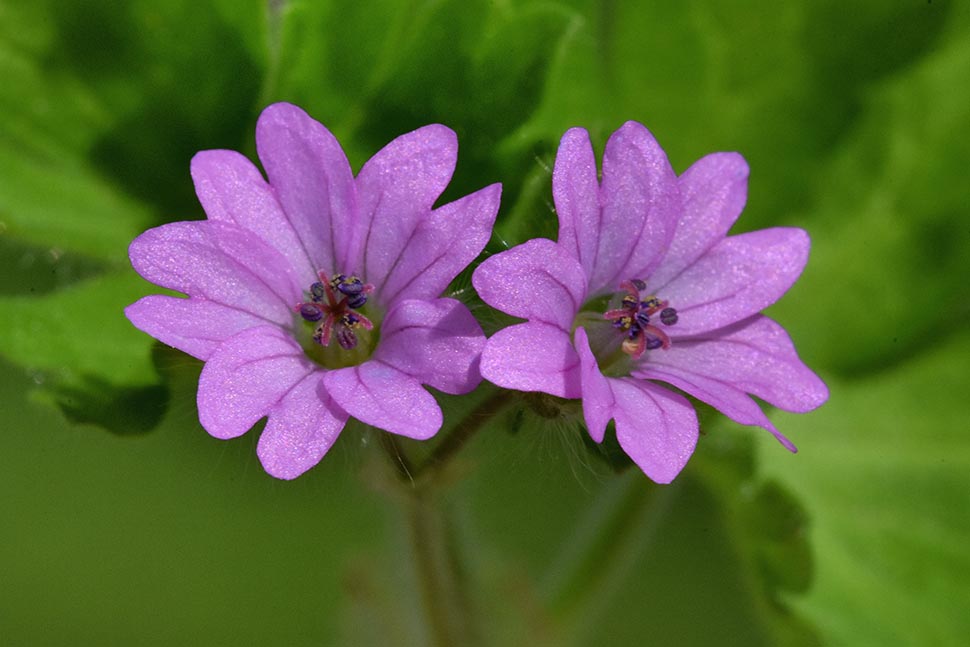 Geranium molle / Geranio molle