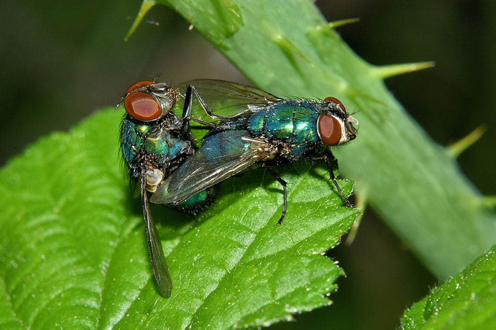 Coppia di Lucilia sp. (Calliphoridae)