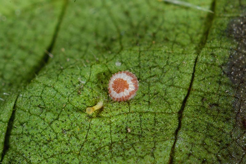 Piccolo uovo