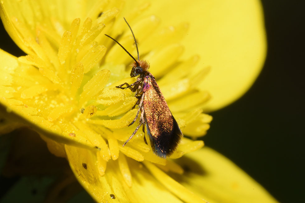 Micropterix calthella