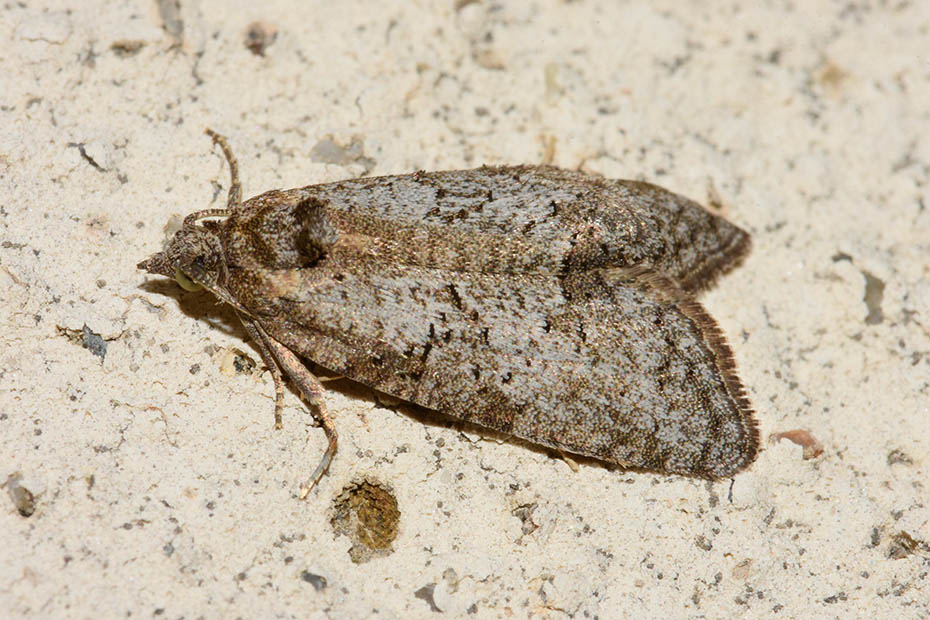 Identificazione falena - Cfr. Cnephasia sp., Tortricidae