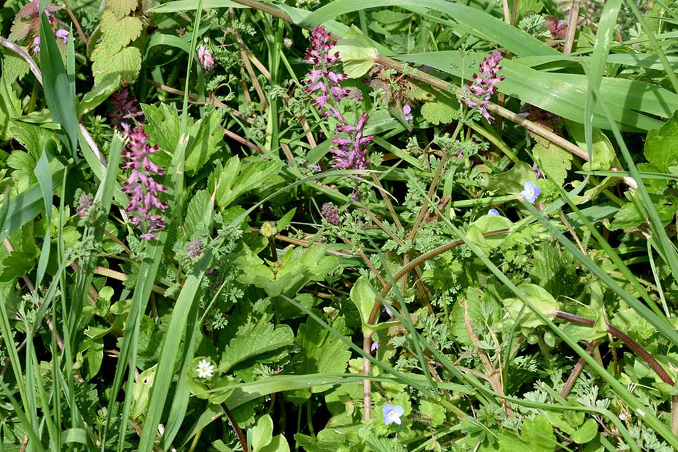 Fumaria officinalis (Ranunculales - Papaveraceae)