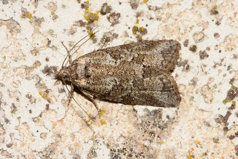 Identificazione falena - Cfr. Cnephasia sp., Tortricidae
