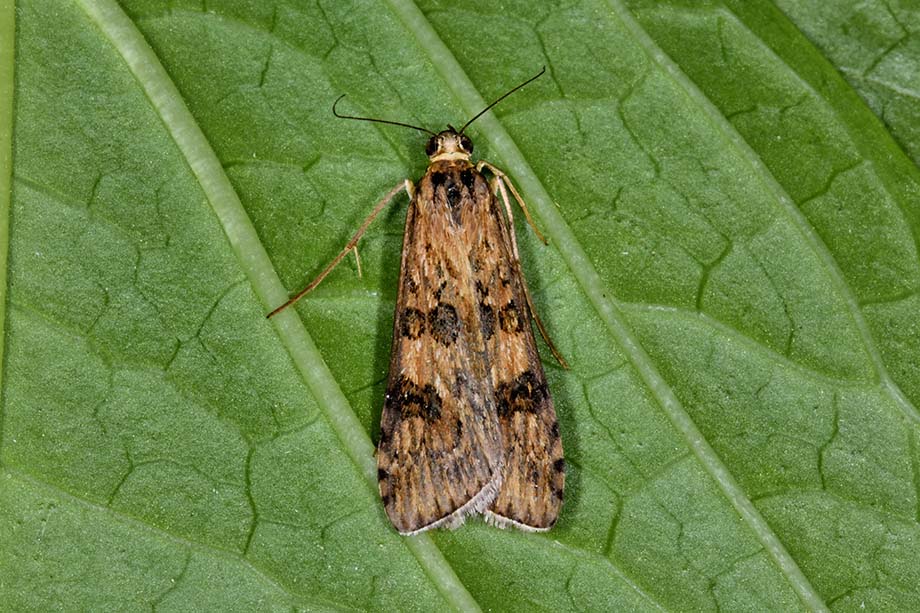 Identificazione falena - Nomophila noctuella