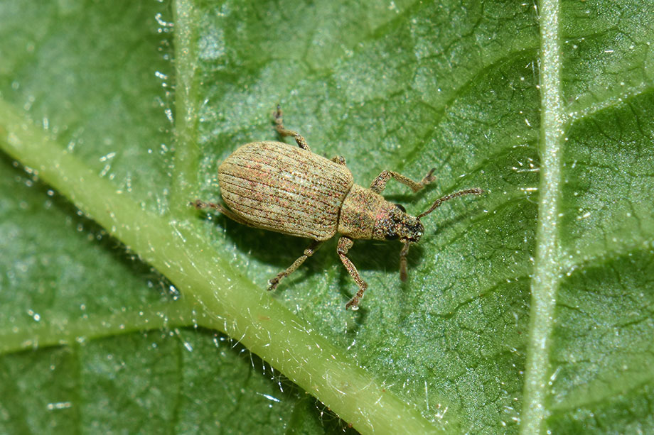 Curculionidae: Polydrusus (Leucodrusus) tibialis