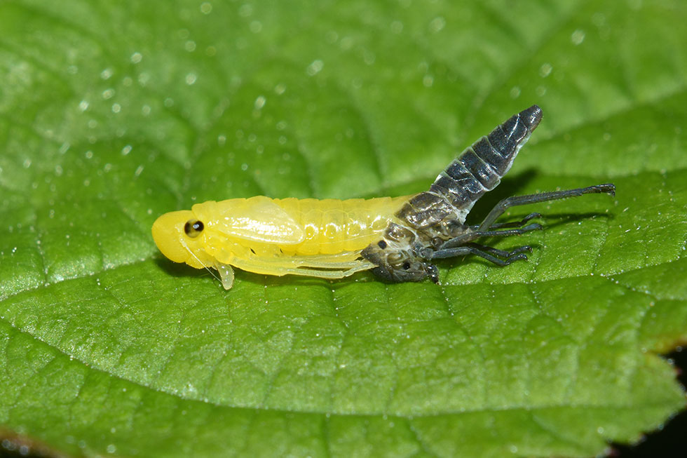 Muta di cicadella