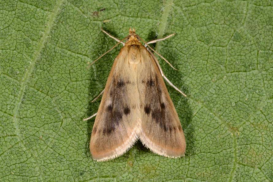 Achyra nudalis? S