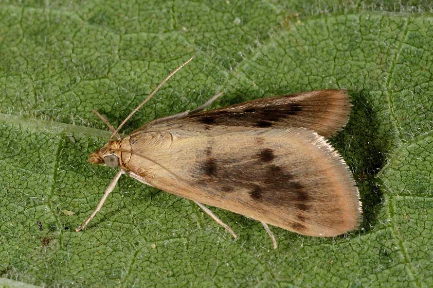 Achyra nudalis? S