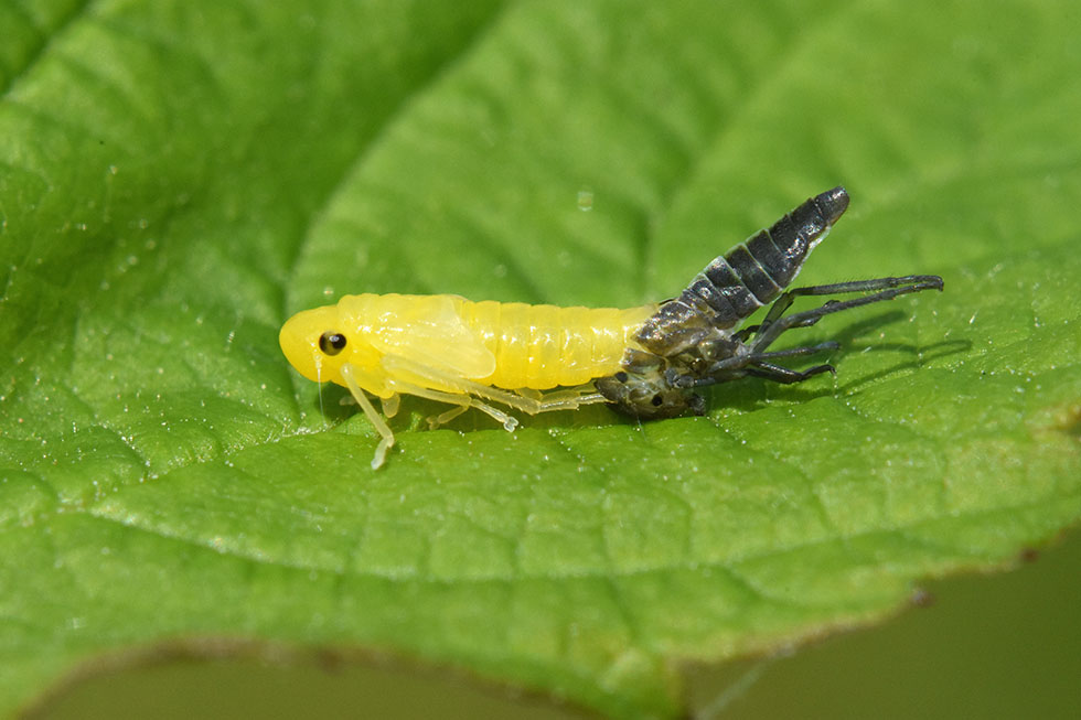 Muta di cicadella