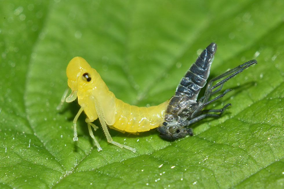 Muta di cicadella