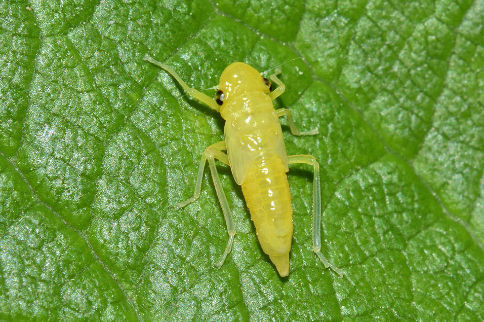 Muta di cicadella