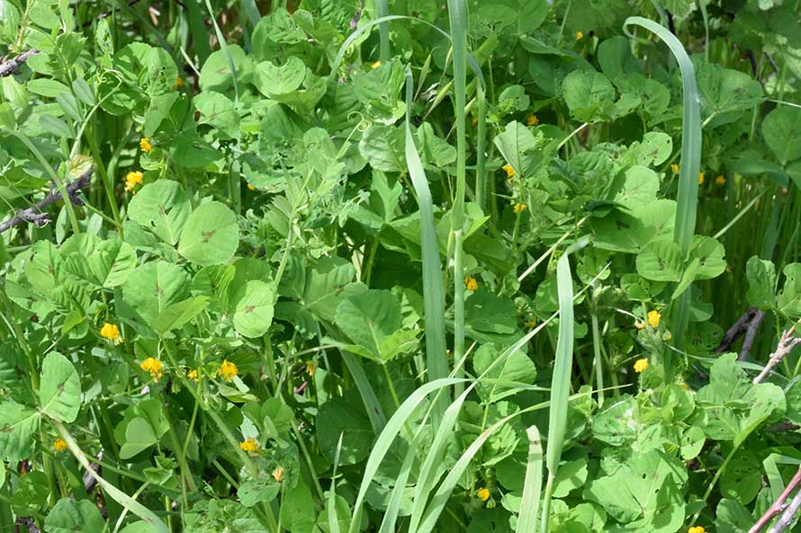 Medicago arabica
