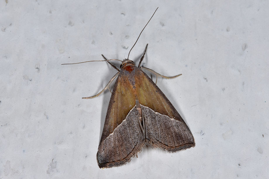Identificazione falena - Hypena (Hypena) lividalis