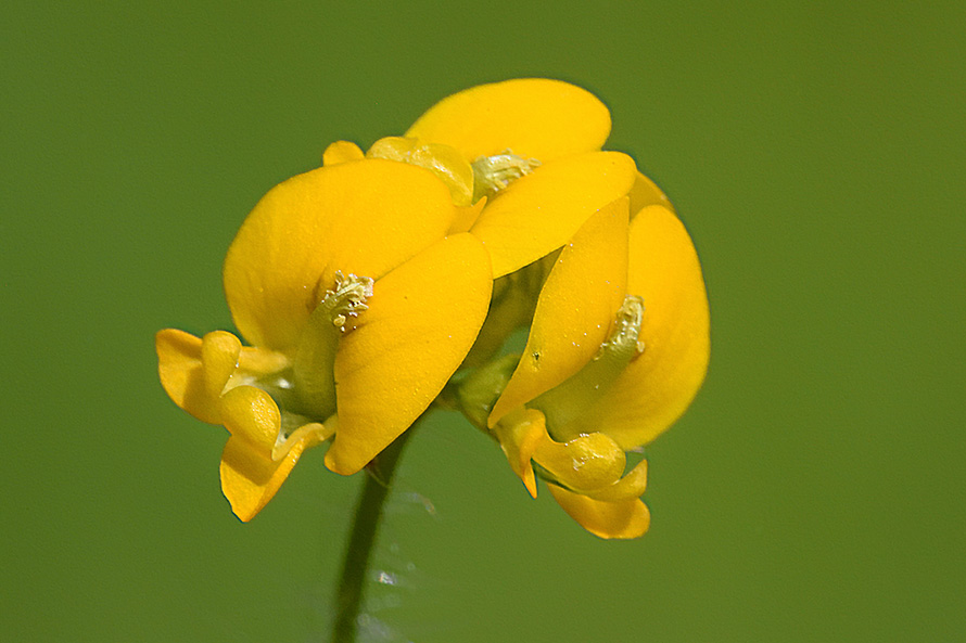 Medicago arabica