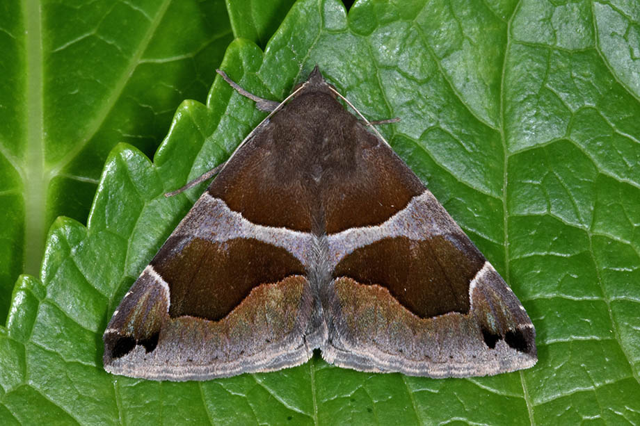 Id. bruco geometride. No, Erebidae: Dysgonia algira