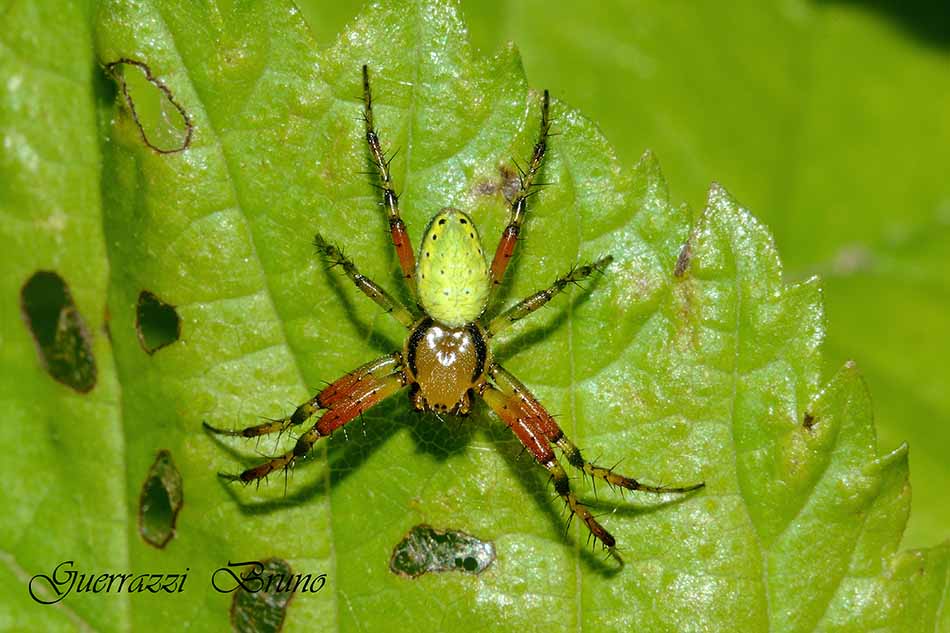 Arianella opisthographa?