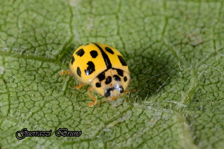 Id coccinella