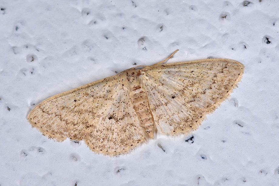 Geometridae:  cfr. Scopula minorata