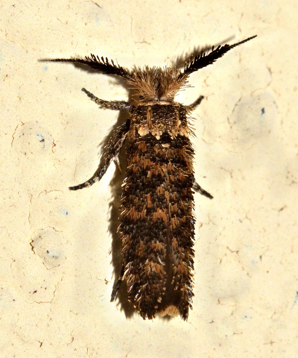 Ypsolophidae: Ochsenheimeria taurella