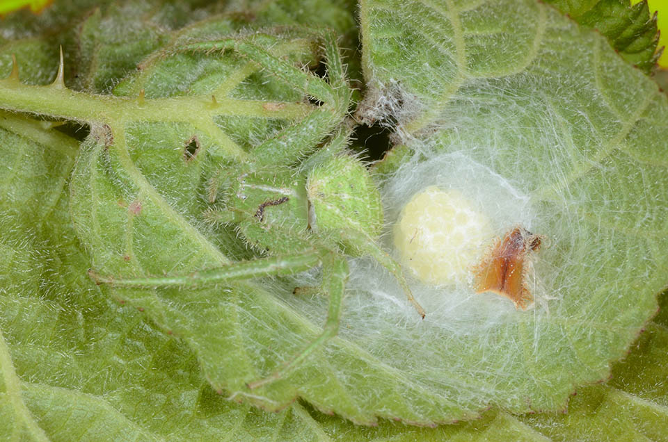 Heriaeus con ovisacco mimetizzato
