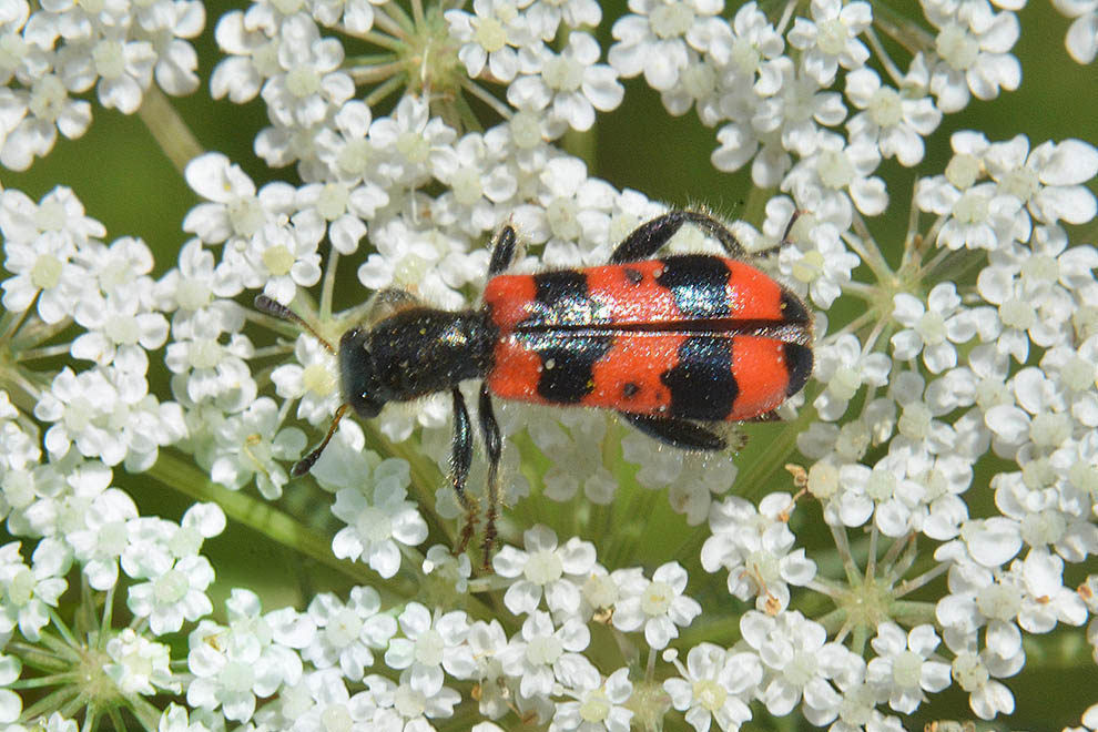 Trichodes cfr. apiarius, Cleridae