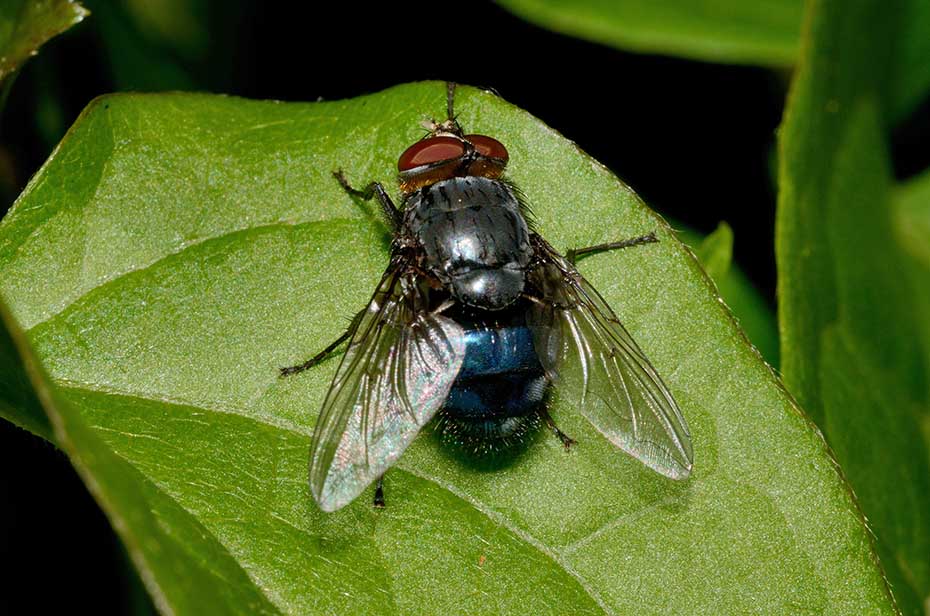 Calliphora sp. maschio (Calliphoridae)