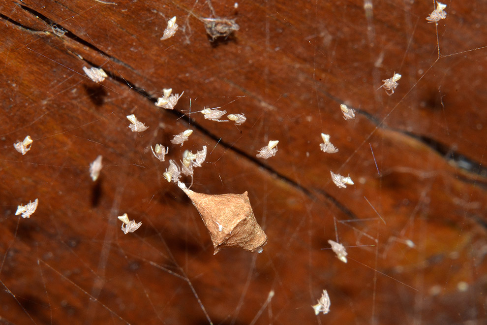 Rhomphaea con ovisacco - Cascina (PI)