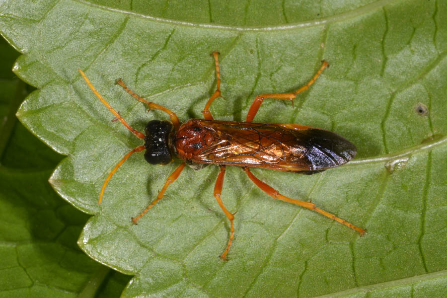 Identificazione Imenottero: Tenthredo campestris